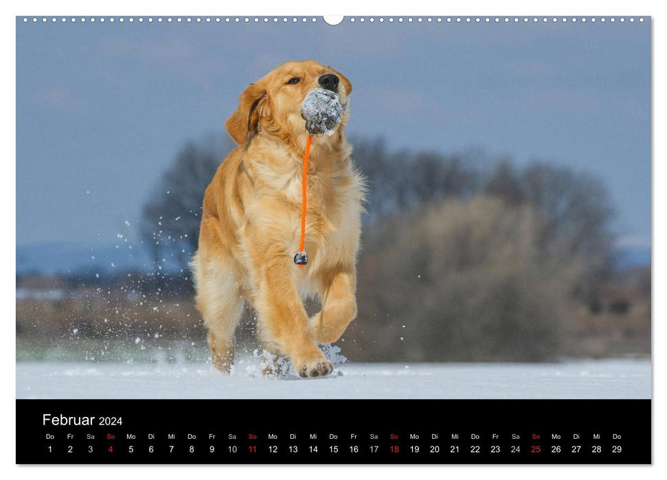 Golden Retriever - Un cœur sur 4 pattes (Calendrier mural CALVENDO Premium 2024) 