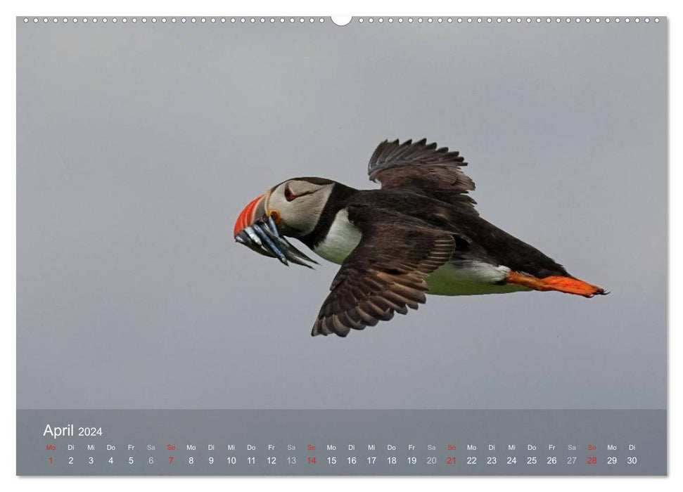 Nordatlantische Seevögel (CALVENDO Premium Wandkalender 2024)