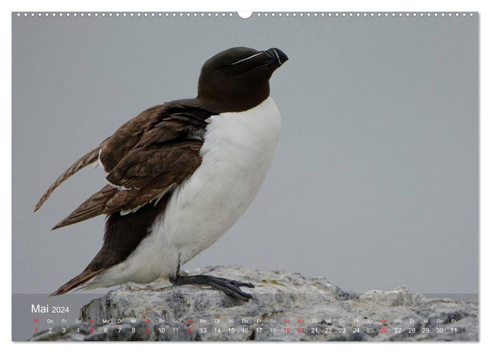 Nordatlantische Seevögel (CALVENDO Premium Wandkalender 2024)