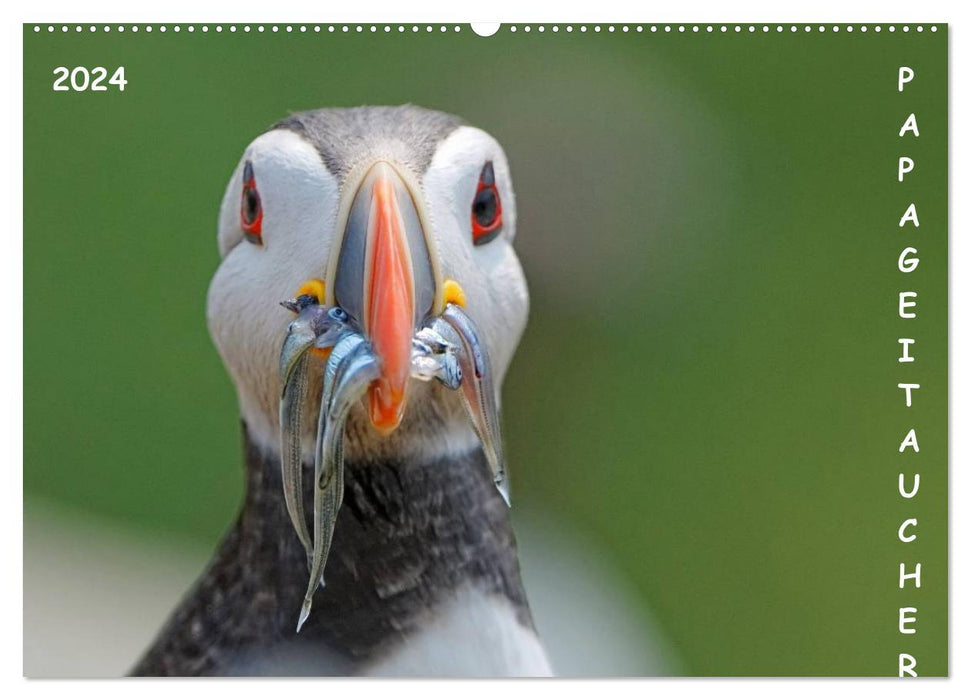 Papageitaucher (CALVENDO Wandkalender 2024)