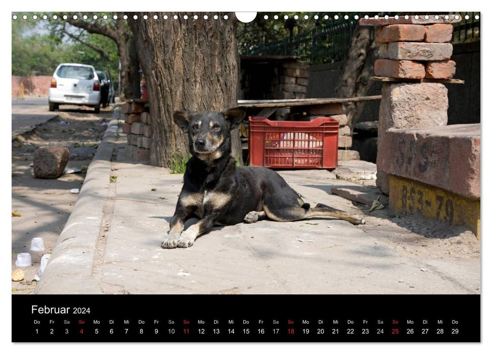 Straßenhunde (CALVENDO Wandkalender 2024)