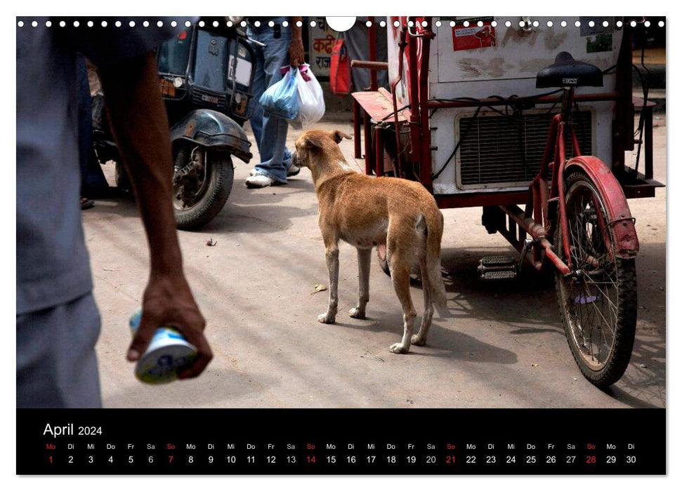 Chiens des rues (Calendrier mural CALVENDO 2024) 