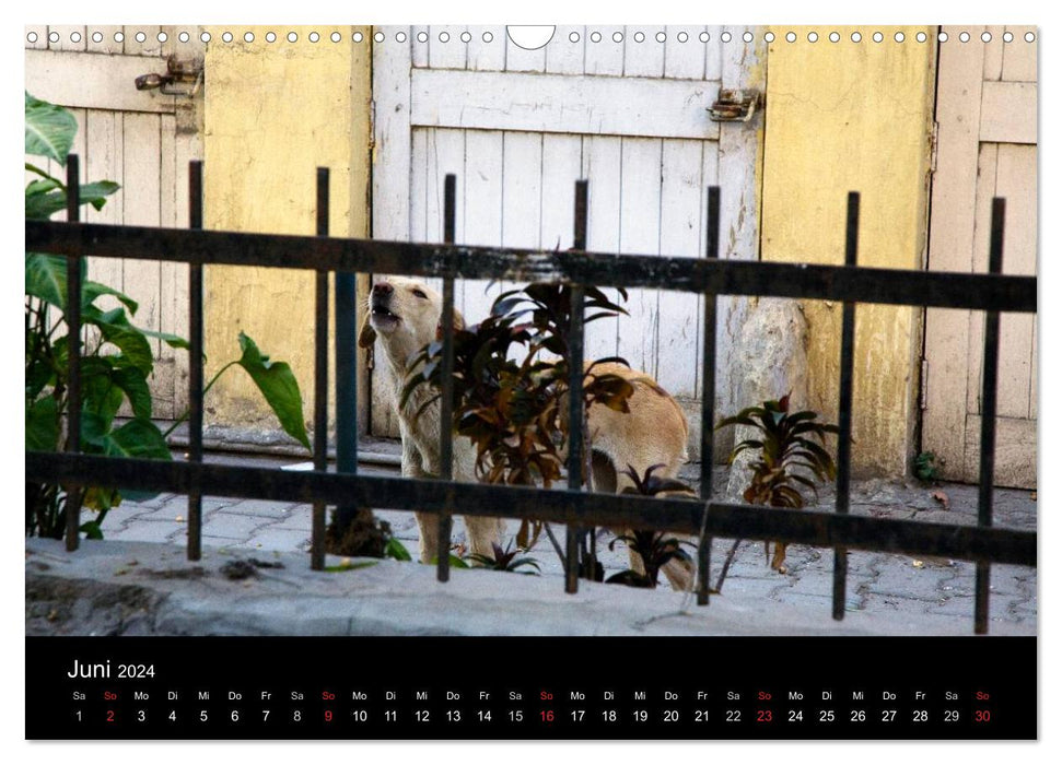 Chiens des rues (Calendrier mural CALVENDO 2024) 