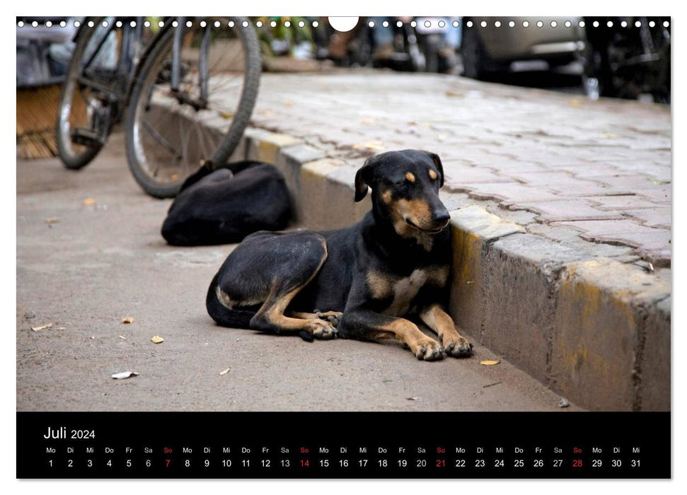 Straßenhunde (CALVENDO Wandkalender 2024)