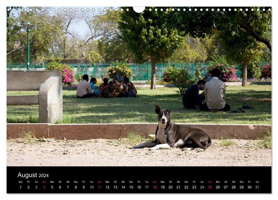 Straßenhunde (CALVENDO Wandkalender 2024)