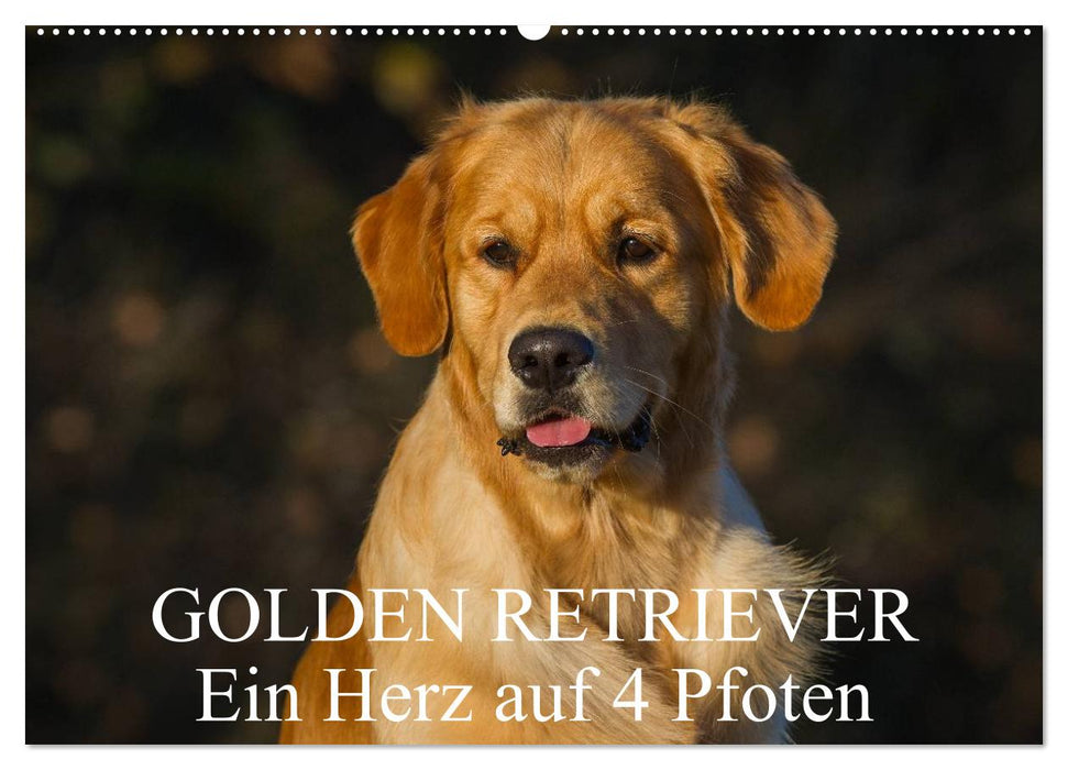Golden Retriever - Un cœur sur 4 pattes (Calendrier mural CALVENDO 2024) 