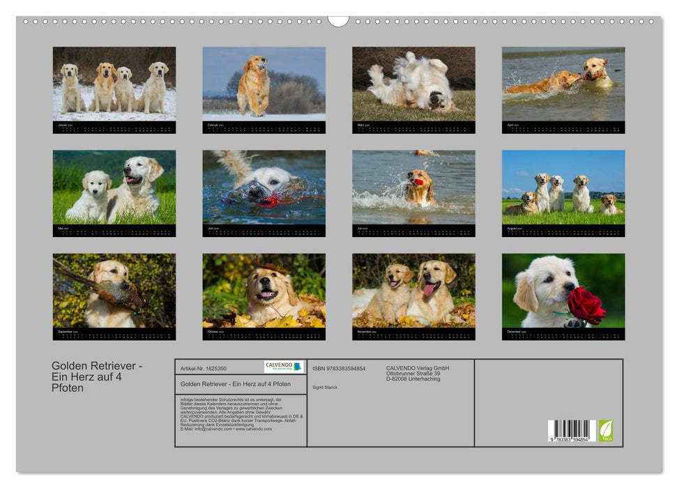 Golden Retriever - Ein Herz auf 4 Pfoten (CALVENDO Wandkalender 2024)