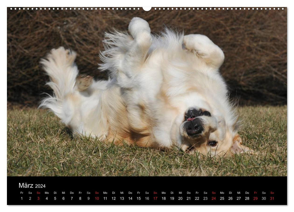 Golden Retriever - Un cœur sur 4 pattes (Calendrier mural CALVENDO 2024) 