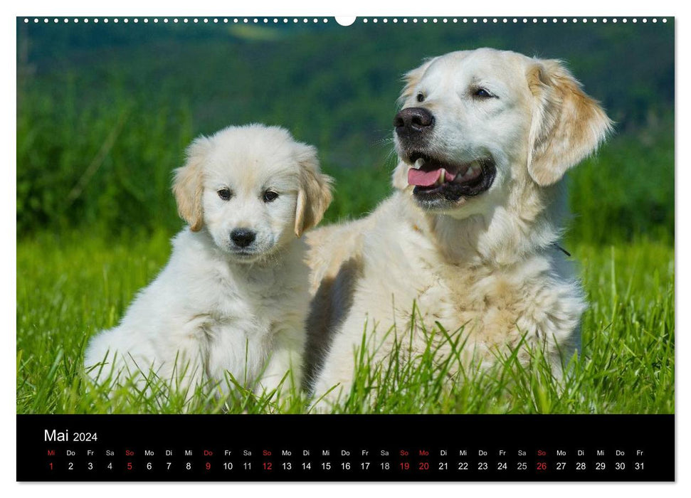 Golden Retriever - Un cœur sur 4 pattes (Calendrier mural CALVENDO 2024) 