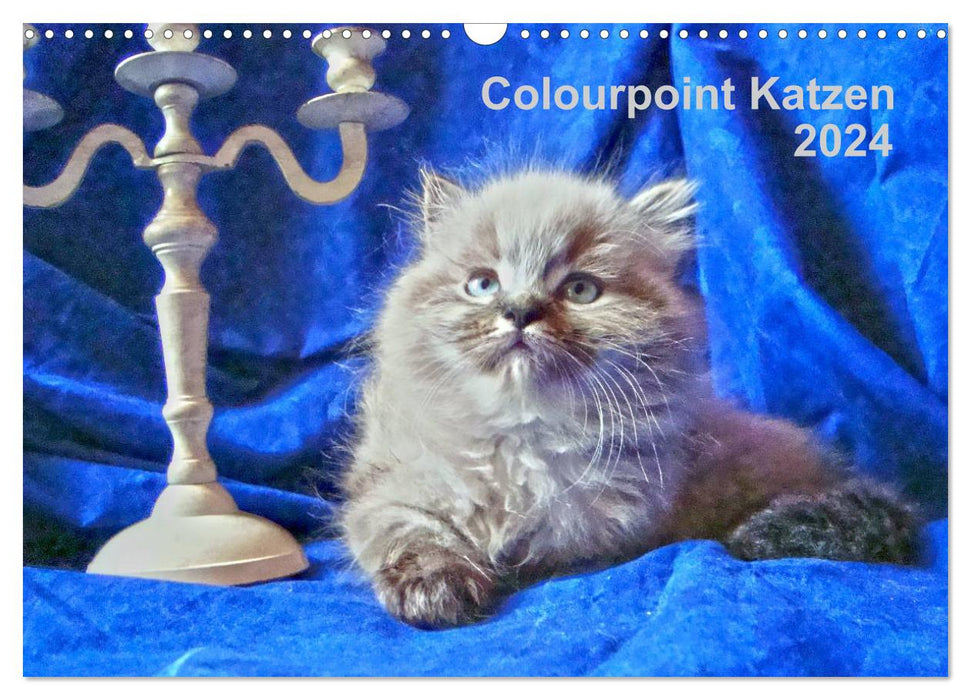 Chats Colourpoint 2024 (Calendrier mural CALVENDO 2024) 