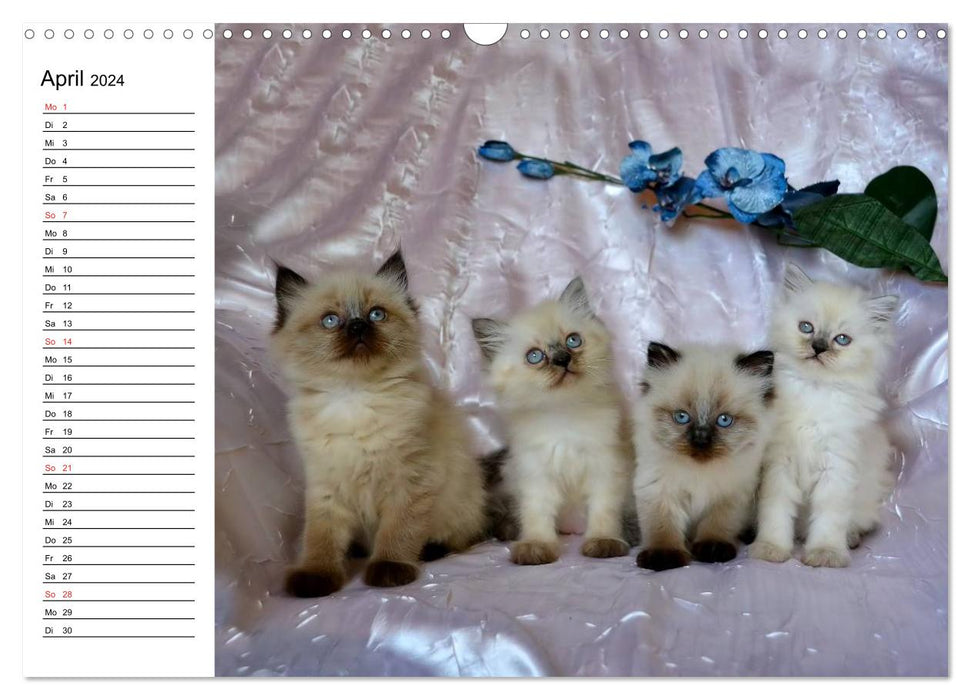 Chats Colourpoint 2024 (Calendrier mural CALVENDO 2024) 