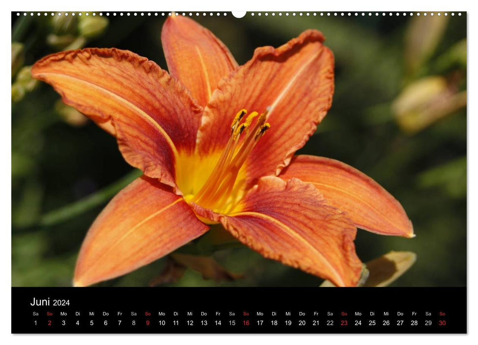 ORANGE – Farbe der Freude (CALVENDO Premium Wandkalender 2024)