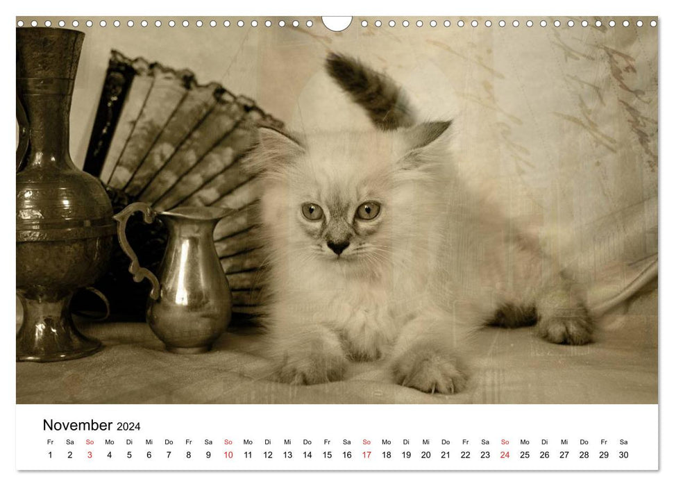 Oma's Katzenkalender 2024 (CALVENDO Wandkalender 2024)