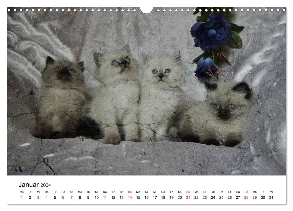 Calendrier chat de grand-mère 2024 (Calendrier mural CALVENDO 2024) 