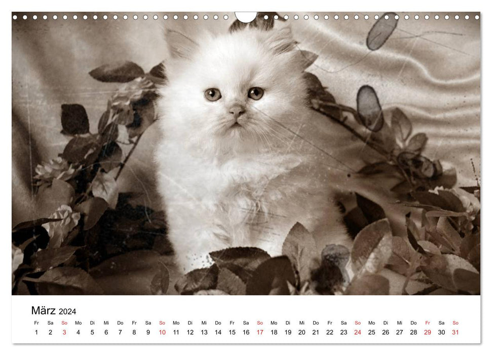 Oma's Katzenkalender 2024 (CALVENDO Wandkalender 2024)