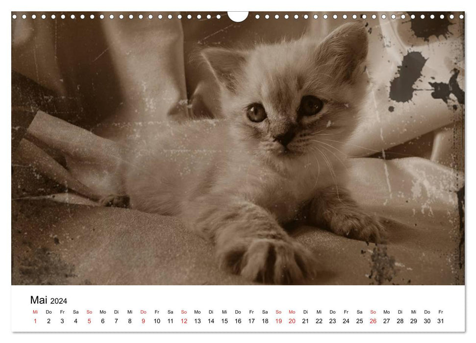 Oma's Katzenkalender 2024 (CALVENDO Wandkalender 2024)