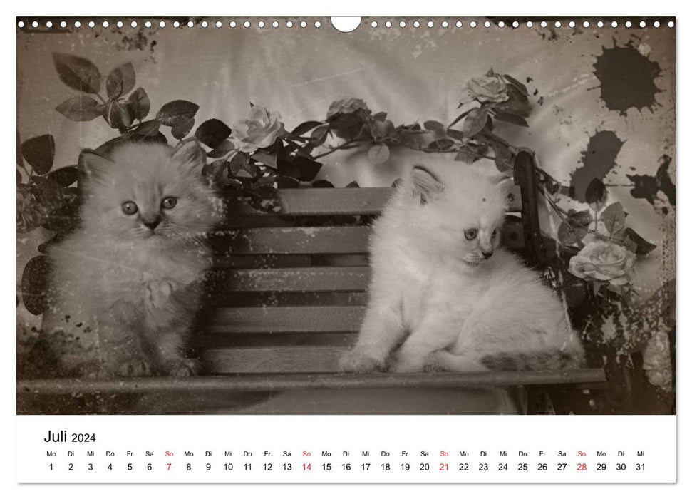 Oma's Katzenkalender 2024 (CALVENDO Wandkalender 2024)