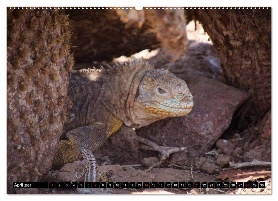 Leguane auf Galapagos (CALVENDO Premium Wandkalender 2024)