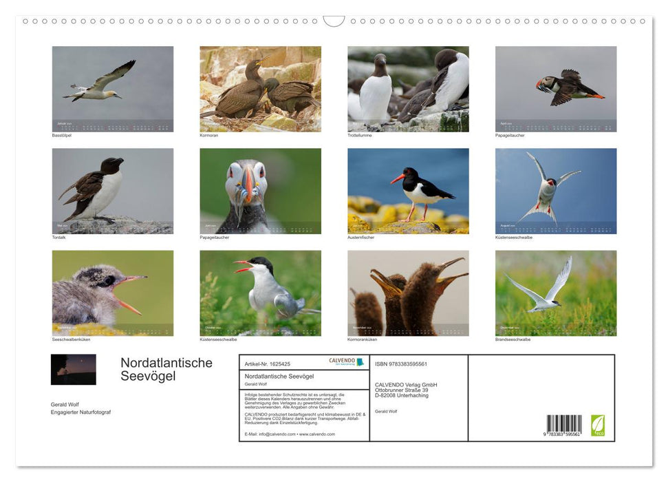 Nordatlantische Seevögel (CALVENDO Wandkalender 2024)