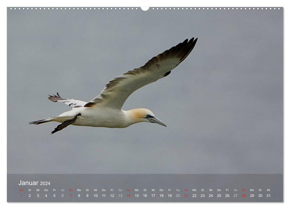 Nordatlantische Seevögel (CALVENDO Wandkalender 2024)