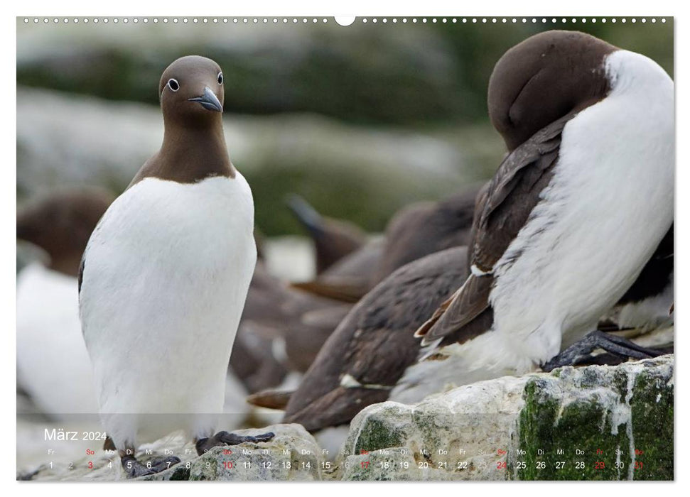 Nordatlantische Seevögel (CALVENDO Wandkalender 2024)