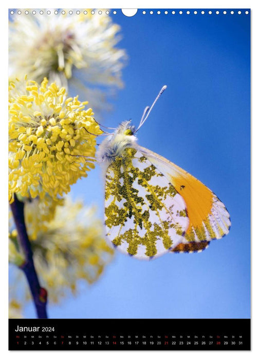 Schmetterlilnge und Blumen (CALVENDO Wandkalender 2024)