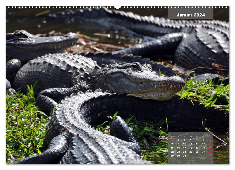 See you later ... Florida Wildlife (CALVENDO Premium Wandkalender 2024)