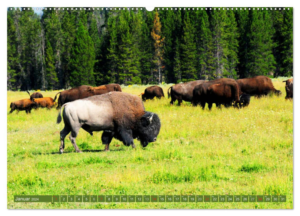 Der Yellowstone Nationalpark (CALVENDO Premium Wandkalender 2024)