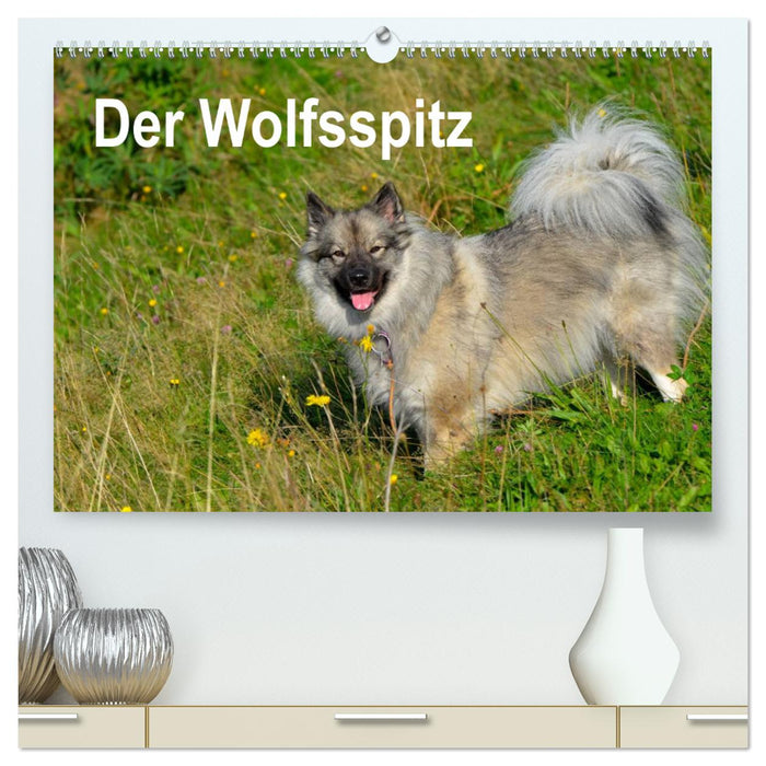 Der Wolfsspitz (CALVENDO Premium Wandkalender 2024)