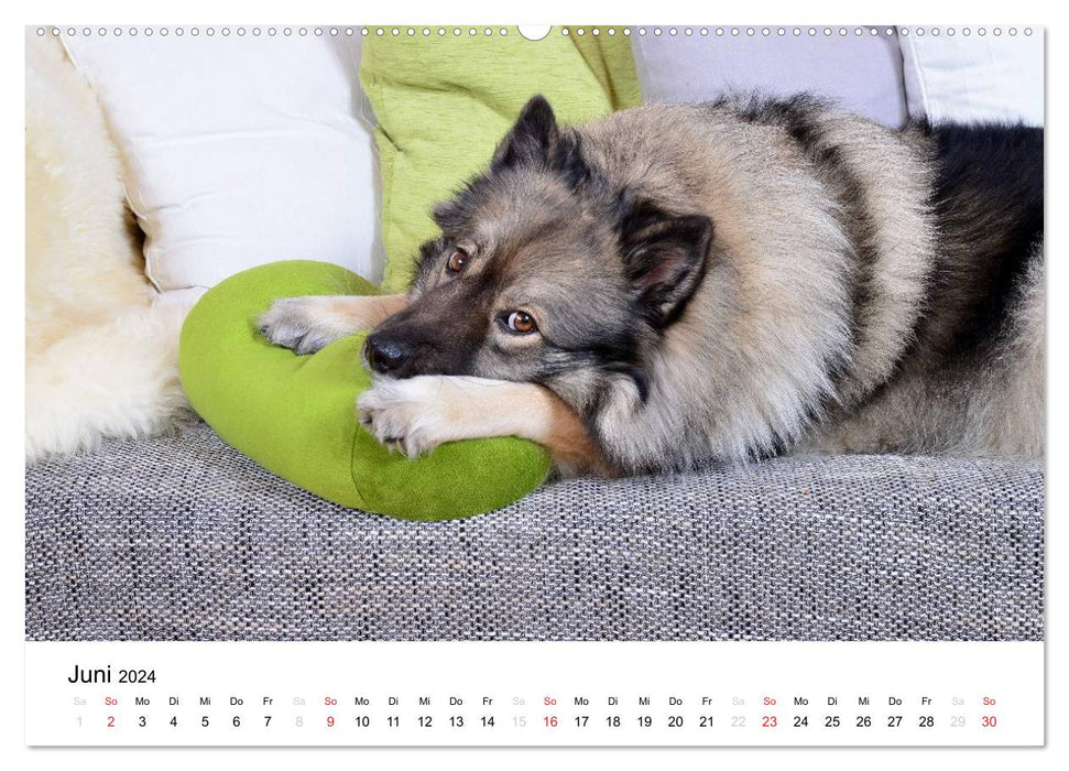Der Wolfsspitz (CALVENDO Premium Wandkalender 2024)