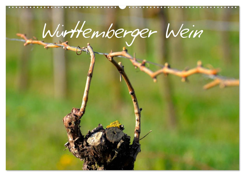 Württemberger Wein 2024 (CALVENDO Wandkalender 2024)
