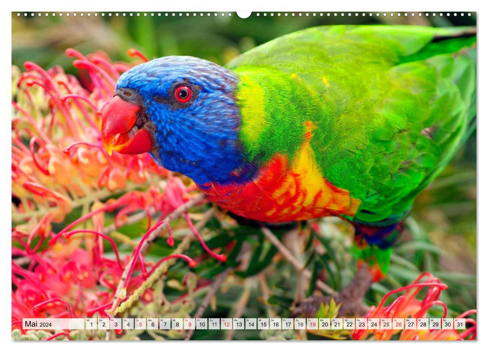 SYDNEY Australiens Traummetropole (CALVENDO Premium Wandkalender 2024)