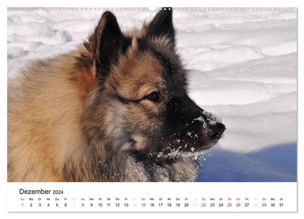 Der Wolfsspitz (CALVENDO Wandkalender 2024)
