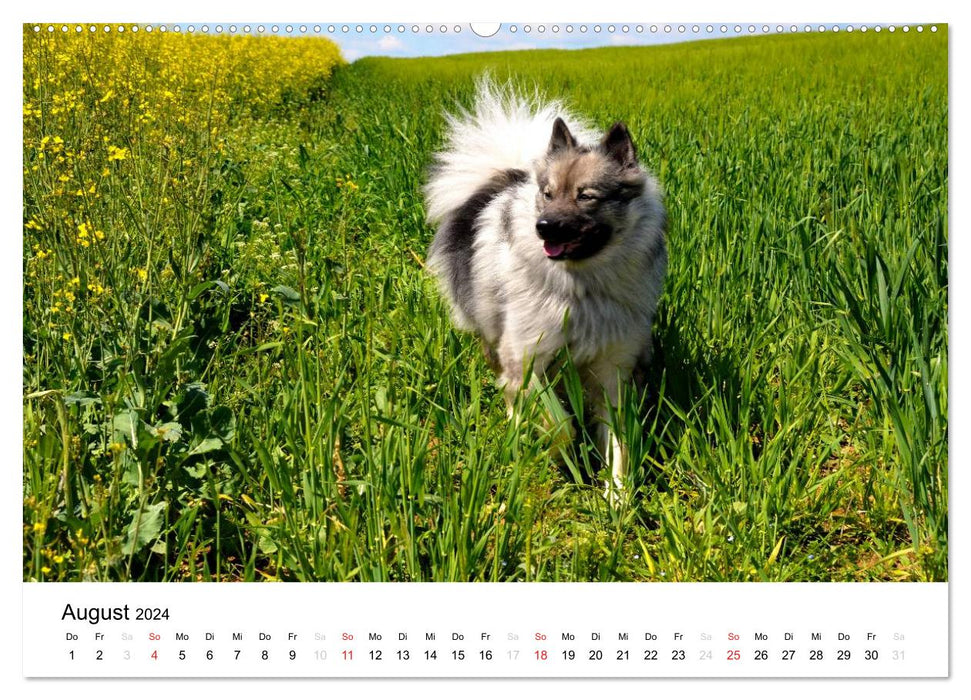 Der Wolfsspitz (CALVENDO Wandkalender 2024)