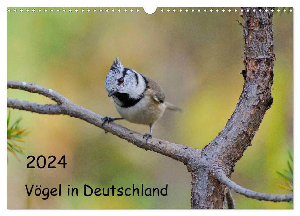 Vögel in Deutschland (CALVENDO Wandkalender 2024)