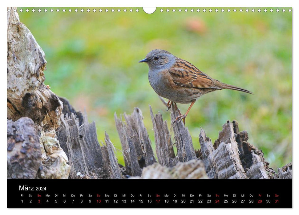 Vögel in Deutschland (CALVENDO Wandkalender 2024)