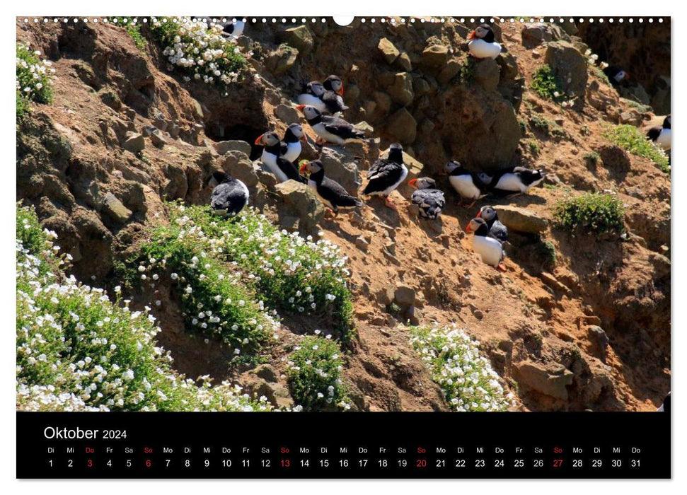 Puffins, Papageitauchern ganz nah (CALVENDO Premium Wandkalender 2024)