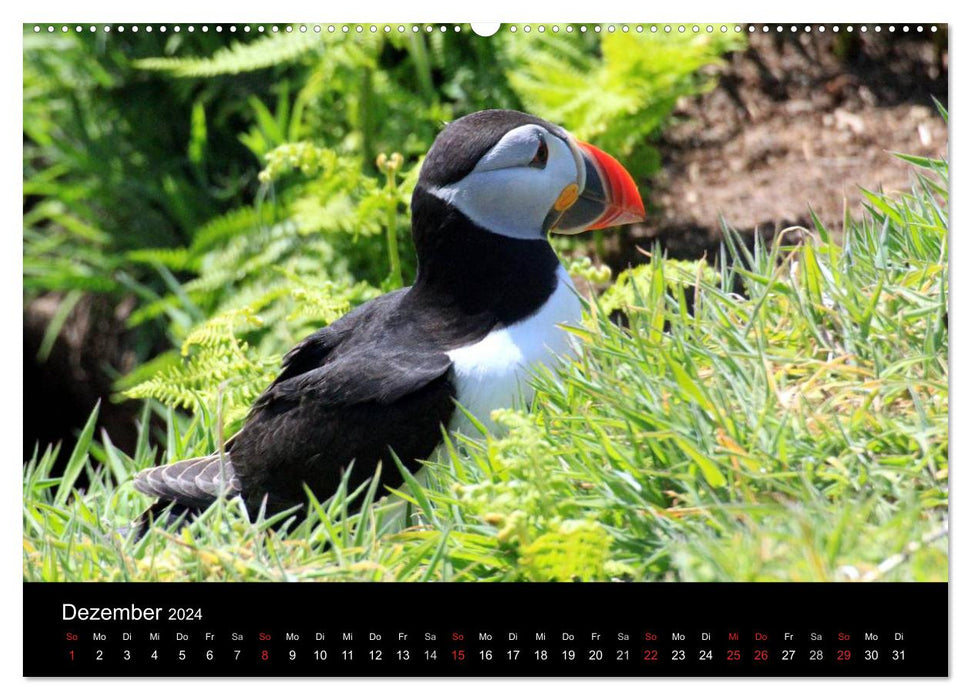 Puffins, Papageitauchern ganz nah (CALVENDO Premium Wandkalender 2024)