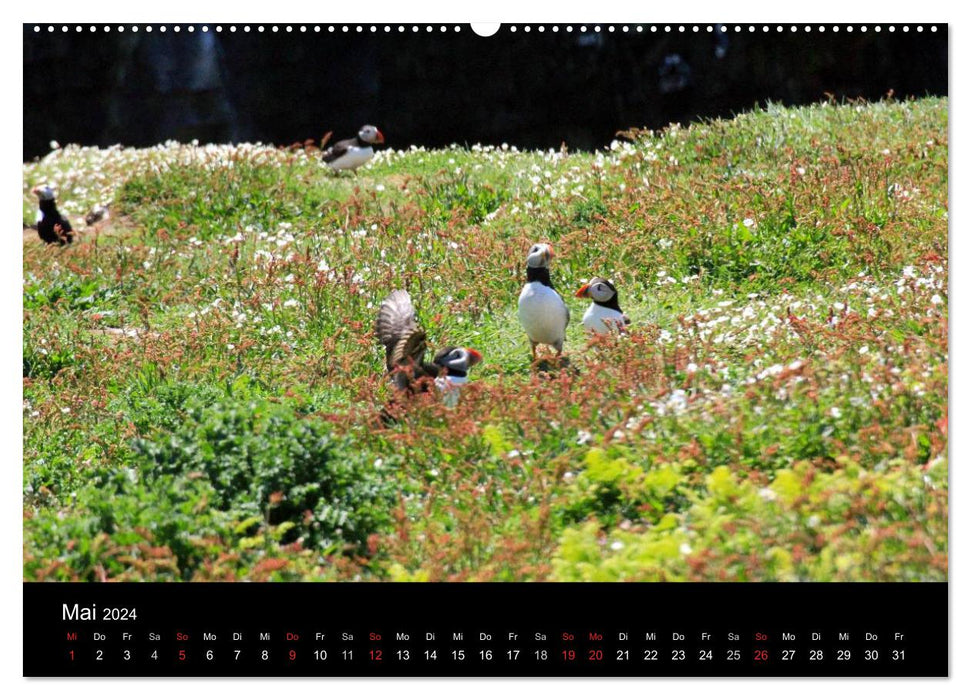 Puffins, Papageitauchern ganz nah (CALVENDO Premium Wandkalender 2024)