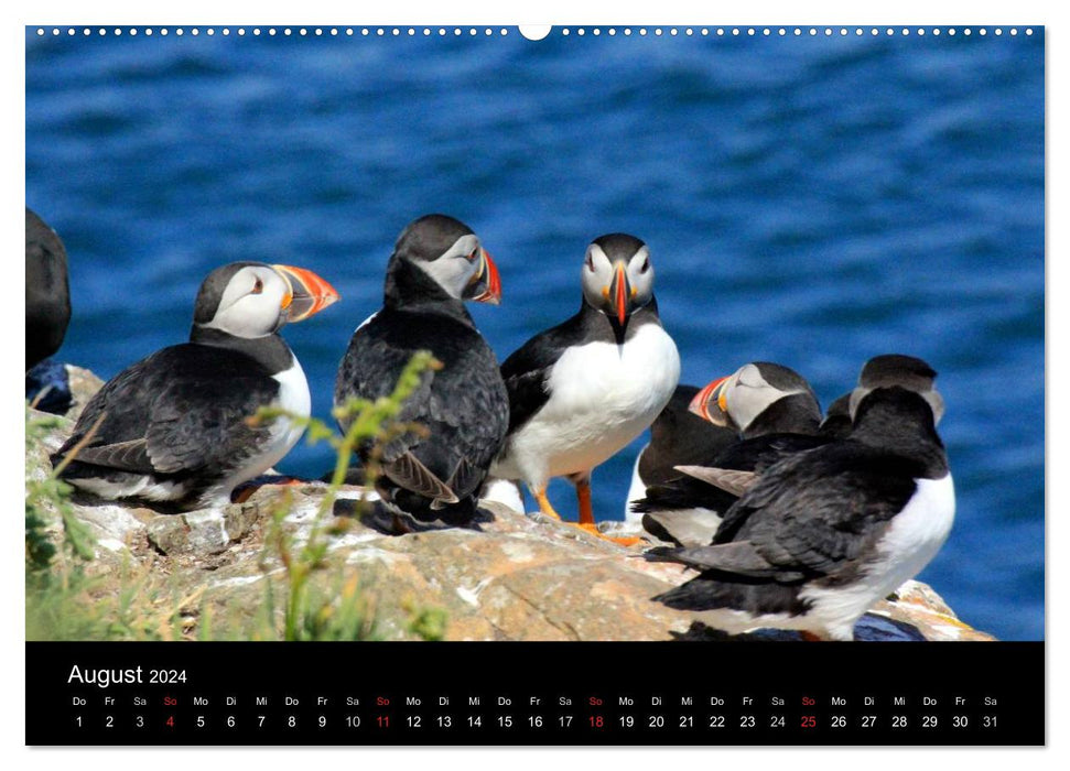 Puffins, Papageitauchern ganz nah (CALVENDO Premium Wandkalender 2024)