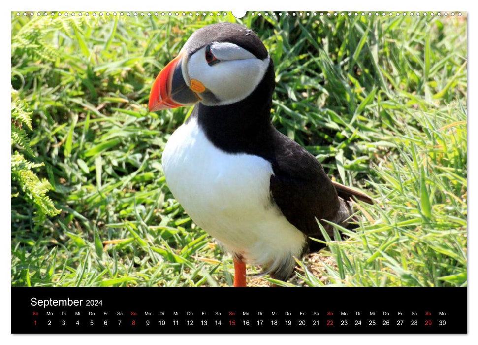 Puffins, Papageitauchern ganz nah (CALVENDO Premium Wandkalender 2024)