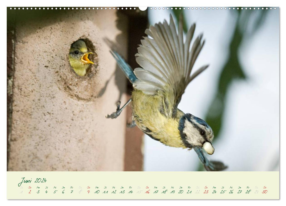 Elternzeit - das Familienleben der Blaumeisen (CALVENDO Premium Wandkalender 2024)