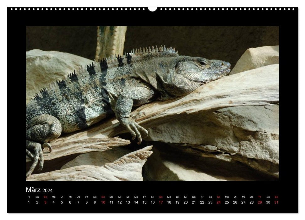 Faszinierende Reptilien (CALVENDO Premium Wandkalender 2024)