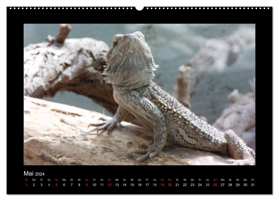 Faszinierende Reptilien (CALVENDO Premium Wandkalender 2024)