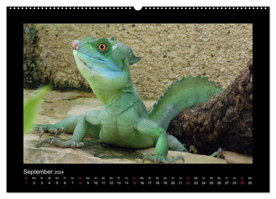 Faszinierende Reptilien (CALVENDO Premium Wandkalender 2024)