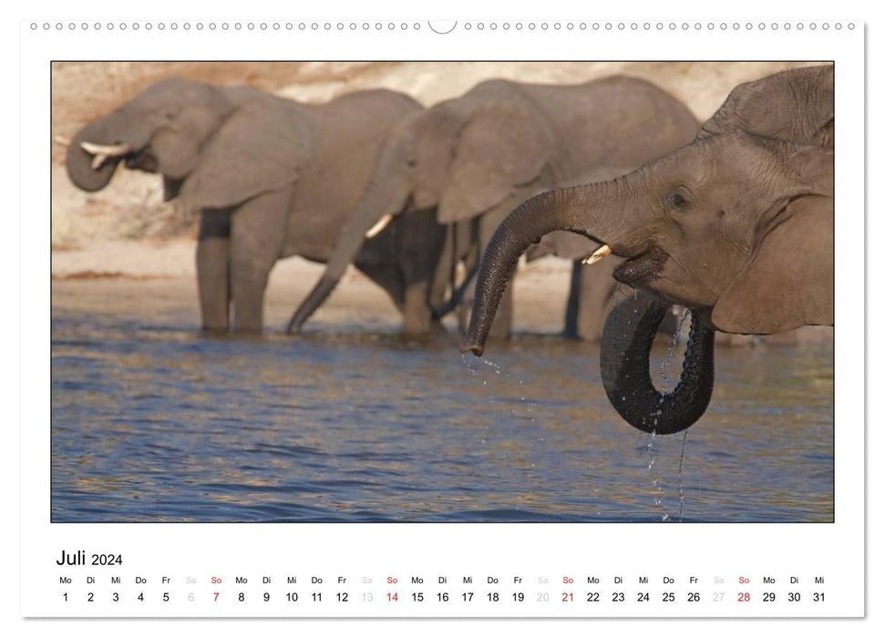 Afrikanische Elefanten (CALVENDO Premium Wandkalender 2024)