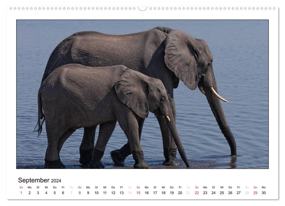 Afrikanische Elefanten (CALVENDO Premium Wandkalender 2024)