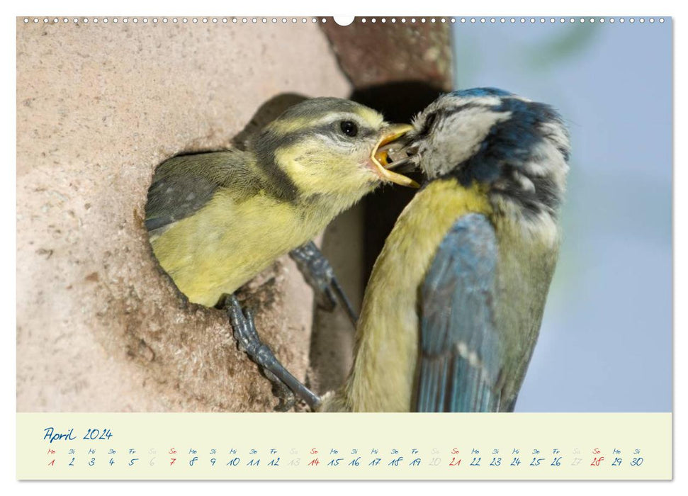 Elternzeit - das Familienleben der Blaumeisen (CALVENDO Wandkalender 2024)
