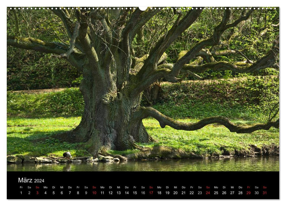 Baum-Variationen (CALVENDO Premium Wandkalender 2024)
