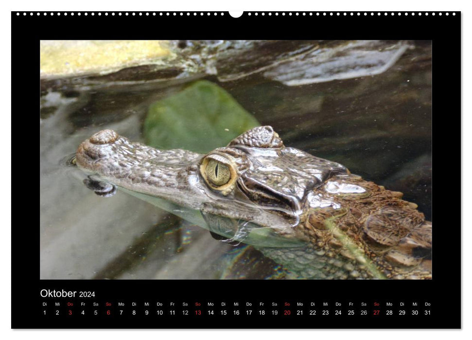 Faszinierende Reptilien (CALVENDO Wandkalender 2024)